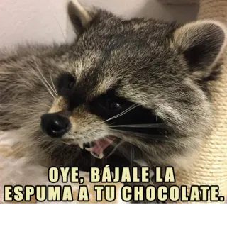😡 636cc553 OYE, BÁJALE LA ESPUMA A TU CHOCOLATE. Waschbär, Meme, Lustig, Wütend, Schokolade, Spanisch, Tier telegram sticker