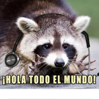 👋 8805ba03 ¡HOLA TODO EL MUNDO! Waschbär, Kopfhörer, Hallo Welt, Tier, süß, Gruß, Spanisch telegram sticker