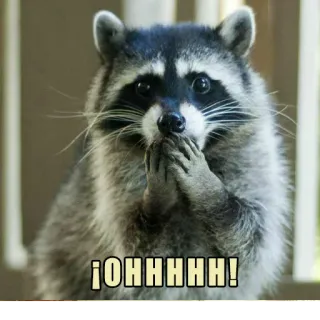 🤭 9793ad4b ¡OHHHHH! waschbär, niedlich, lustig, geschockt, ohhhh telegram sticker