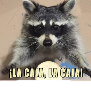 ⁉️ ccf39558 ¡LA CAJA, LA CAJA! Waschbär, Kiste, Tier, lustig, Meme, Wildtier telegram sticker