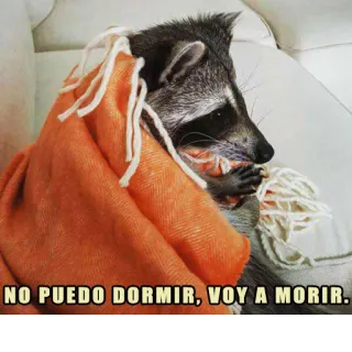 😵 edf6764e NO PUEDO DORMIR, VOY A MORIR. Waschbär, Schlaf, lustig, Decke, Tier, Meme, süß telegram sticker