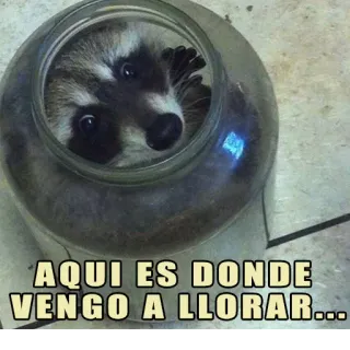 😢 f935af67 AQUI ES DONDE VENGO A LLORAR... Waschbär, Glas, Meme, Traurig, Weinend, Lustig telegram sticker