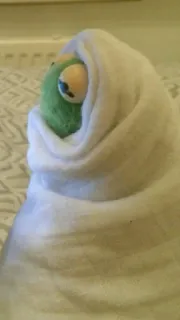 🐸 2170aff6 หุ่นกระบอก, ตุ๊กตา, ของเล่น, สีเขียว, เบอร์ริโต, แรป whatsapp sticker