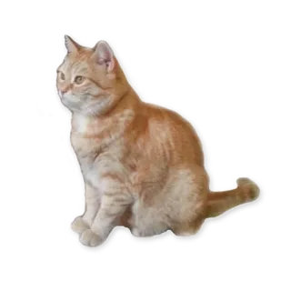 😂 5b811f59 แมว, สัตว์, สัตว์เลี้ยง, สัตว์ตระกูลแมว, แมวบ้าน, สัตว์เลี้ยงลูกด้วยนม telegram sticker