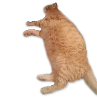 😕 673ca061 แมว, สัตว์, สัตว์เลี้ยง, สีส้ม, สติกเกอร์ telegram sticker