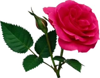 🌹 23b095da rose, flower, pink rose, plant, bloom, floral, nature telegram sticker