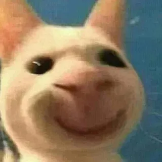 😈 0ff0d621 gato, gracioso, meme, animal, sonriendo, lindo whatsapp sticker