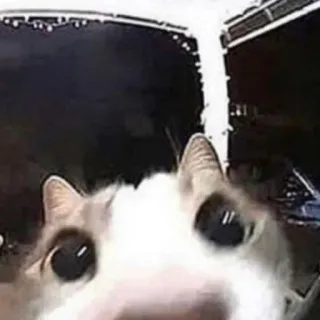 👀 1cb061eb gato, gracioso, animal, lindo, mascota whatsapp sticker