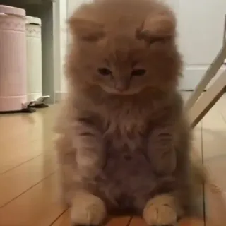 😔 2153e0a6 gato, gatito, lindo, esponjoso, mascota, animal whatsapp sticker