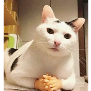 🗿 270bfe58 gato, animal, manos, gracioso, meme whatsapp sticker