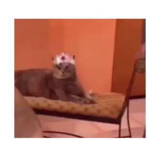 пАляниця telegram stickers