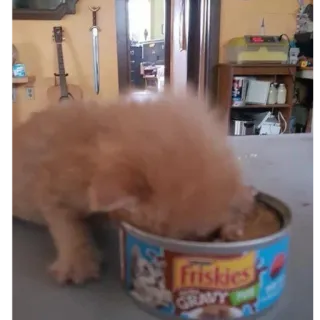 🥸 b0c49551 gato, gatito, comiendo, mascota, comida, Friskies whatsapp sticker