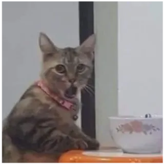 😯 c3f69648 gato, mascota, animal, gatito, bostezo whatsapp sticker