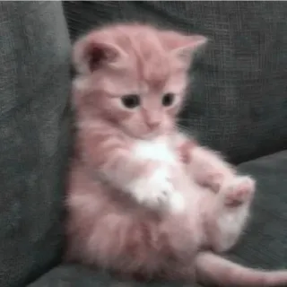 ⏳ f54cab97 gato, gatito, lindo, sentado, animal whatsapp sticker