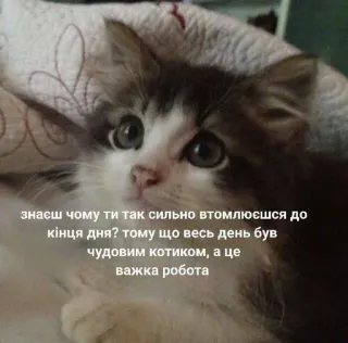 🌟 4b60e812 знаєш чому ти так сильно втомлюєшся до
кінця дня? тому що весь день був
чудовим котиком, а це
важка робота kucing, anak kucing, imut, hewan peliharaan, binatang, lucu, meme telegram sticker