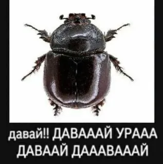 памідорка черрі :: @fStikBot whatsapp stickers