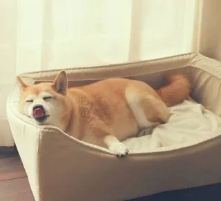 😜 06644319 собака, Сиба-ину, питомец, животное, спит, язык, лежанка для собаки telegram sticker