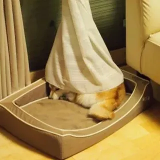 😢 28164963 собака, корги, питомец, животное, кровать, штора, прячется, милый telegram sticker