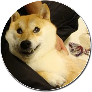 🙄 736c415e Doge Doge, Сиба ину, Собака, Мем, Милый, Питомец telegram sticker