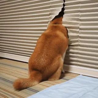 shibe whatsapp stickers