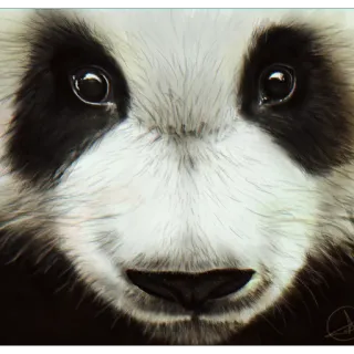 😎 0593928c Панда, Животное, Милый, Медведь, Портрет whatsapp sticker