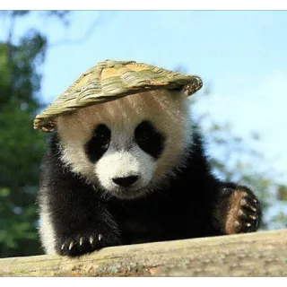 😃 bd98d91e панда, животное, милый, шляпа, детеныш панды, дикая природа, природа whatsapp sticker