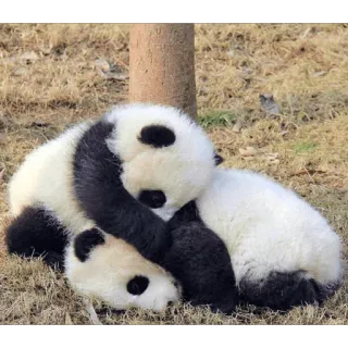 👐 f356fcbf панда, животные, милые, дикая природа, детеныши, панды, спящий, детеныш панды whatsapp sticker