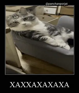 😁 01ee4cfa XAXAXAXAXAXA gato, engraçado, meme, animal, animal de estimação, humor whatsapp sticker