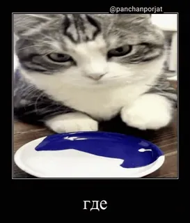 🤔 393dee86 где gato, comida, russo, azul, animal de estimação, animal whatsapp sticker