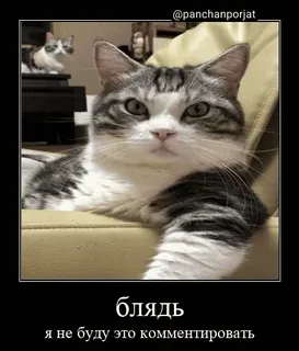 🤬 5cb7ab04 блядь
я не буду это комментировать gato, meme, engraçado, russo, ofensivo, humor whatsapp sticker