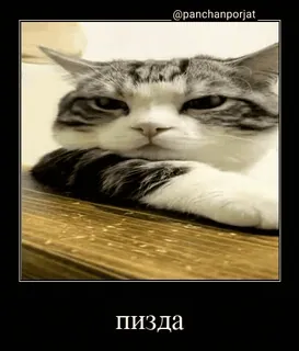 🤬 87def278 пизда gato, meme, ofensivo, russo, animal whatsapp sticker