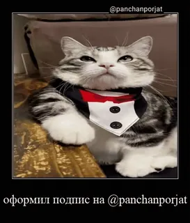 😎 f71fe0fb оформил подпись на @panchanporjat gato, smoking, engraçado, animal, meme whatsapp sticker
