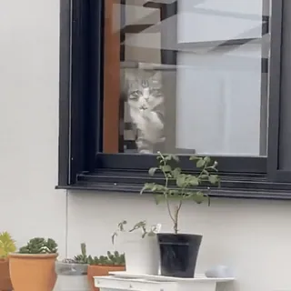 😼 07cc1e26 кот, окно, растение, милый, котёнок, питомец telegram sticker