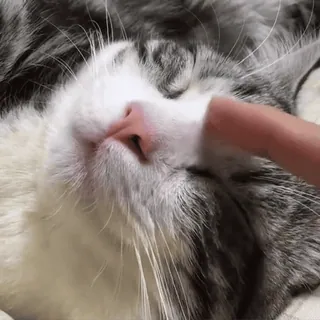 😼 1e7bb4ac кошка, питомец, животное, милый, палец, домашний telegram sticker