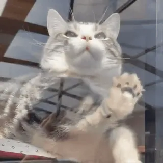 😼 2664e4aa кот, котенок, животное, милый, домашнее животное, домашняя кошка telegram sticker