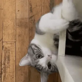 😼 2c0bd28c кот, животное, питомец, милый, котенок, домашнее животное telegram sticker