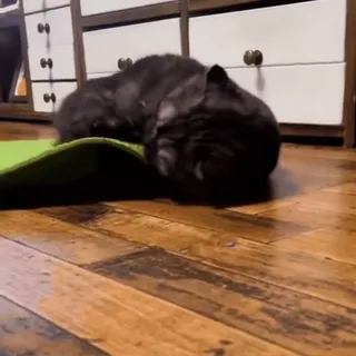 😼 324bbc08 животное, питомец, кошка, котёнок, спящий, милый telegram sticker