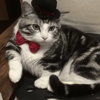 😼 359b4932 кот, шляпа, бабочка, питомец, животное, милый, наряженный telegram sticker