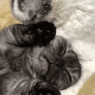 😼 4eccab91 кот, спящий, животное, домашнее животное, домашний кот telegram sticker