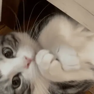 😼 5d7f4141 кот, котёнок, милый, животное, домашний, кошачий, серый telegram sticker