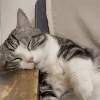 😼 5e0471a3 кот, спит, животное, домашнее животное, домашний кот, серо-белый кот telegram sticker