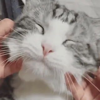 😼 5f16c24e кот, домашнее животное, животное, милый, домашняя кошка, гладить telegram sticker