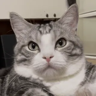 😼 7c8051f6 кот, животное, домашнее животное, домашнее животное, млекопитающее, кошачий telegram sticker