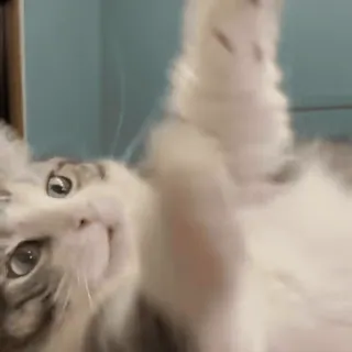 😼 86ca6c29 кот, животное, питомец, домашняя кошка, милый, пушистый, игривый telegram sticker