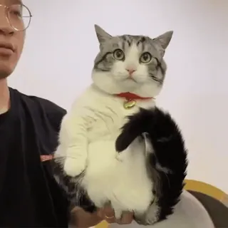 😼 8be368d4 кот, домашнее животное, животное, домашнее животное, млекопитающее telegram sticker