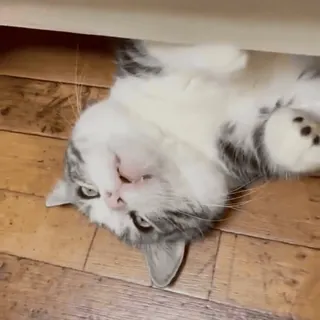 😼 900cd9f7 кот, домашнее животное, животное, домашняя кошка, котёнок, кошачий, милый, домашнее животное telegram sticker