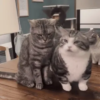 😼 93007a19 кошки, животные, милые, домашние животные, домашние животные telegram sticker