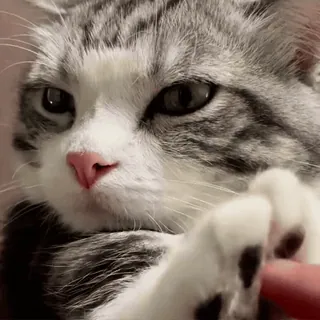 😼 a744baad кот, животное, питомец, котенок, милый, домашняя кошка, млекопитающее telegram sticker