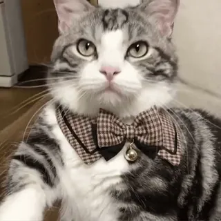 😼 b2bcc0cd кот, домашнее животное, бабочка, котенок, животное, милый, домашняя кошка telegram sticker