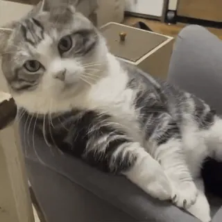 😼 b31333d9 кот, животное, питомец, домашняя кошка, кошачий, млекопитающее telegram sticker